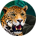 Exotic Cats